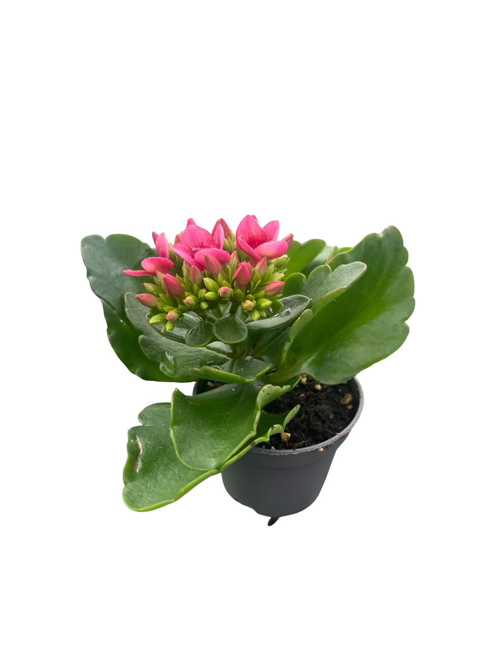 Pink Splash Kalanchoe - 2.5" Pot - In Bud and Bloom / Easy House Plant